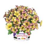 Петуния Sweetunia Sparkling Bee от Завода ФЛОРА