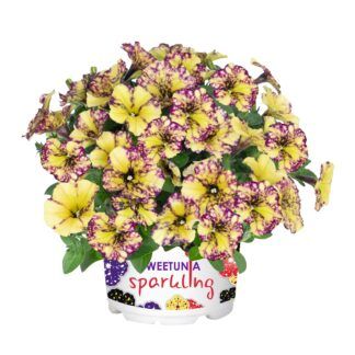 Петуния Sweetunia Sparkling Bee (срезы/5шт)