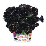 Петуния Sparkling Night  Новинка 2026 от Завода ФЛОРА