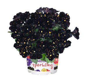 Петуния Sparkling Night (0,1л) Новинка 2026