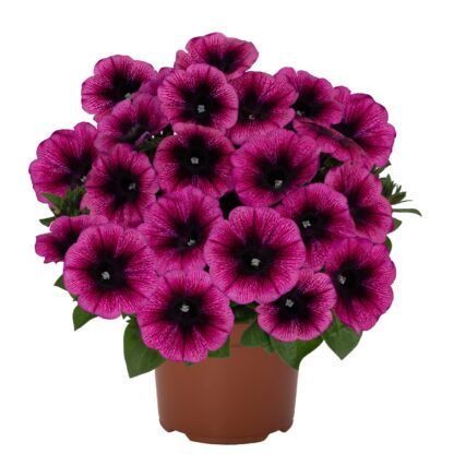 Петуния Sweetunia Purple Gem (срезы/5шт) — изображение 2