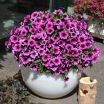 Петуния Sweetunia Purple Gem от Завода ФЛОРА