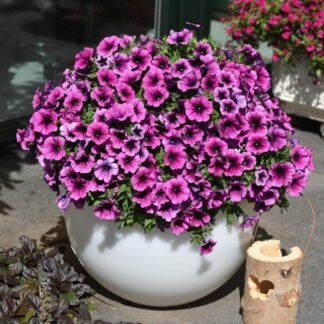 Петуния Sweetunia Purple Gem (срезы/5шт)