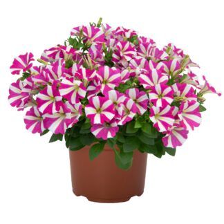 Петуния Sweetunia Hot Pink Touch (chtps/5шт)