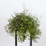 Мюленбекия от Завода ФЛОРА