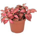 Фиттония Red Forest Flame от Завода ФЛОРА