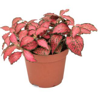 Фиттония Red Forest Flame от Завода ФЛОРА