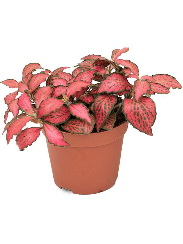 Фиттония Red Forest Flame от Завода ФЛОРА