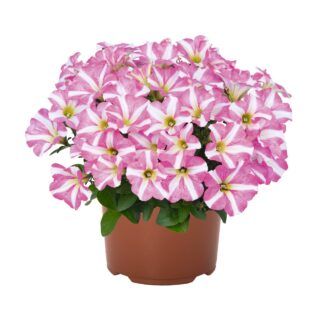 Петуния Peppy Rose (0,1л)