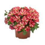 Петуния Peppy Yellow Red от Завода ФЛОРА