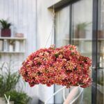 Петуния Peppy Yellow Red - фото 1 от Завода ФЛОРА