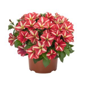 Петуния Peppy Yellow Red (0,1л)