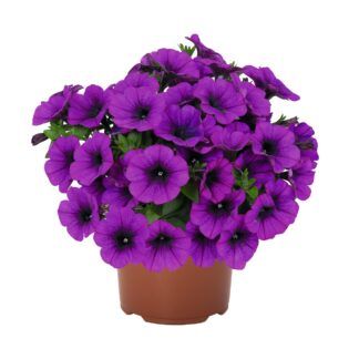 Петуния Sweetunia Potunia Lilaс (срезы/5шт)