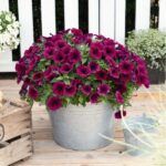 Петуния Potunia Purple от Завода ФЛОРА