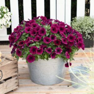 Петуния Potunia Purple (0,1л)