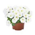 Петуния Potunia White - фото 1 от Завода ФЛОРА