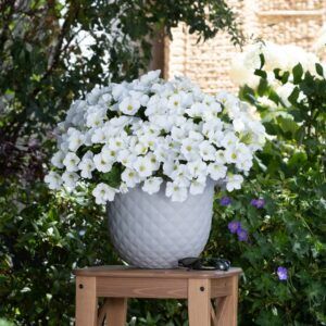 Петуния Potunia White (0,1л)