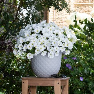 Петуния Potunia White (срезы/5шт)