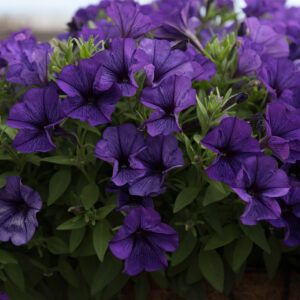 Петуния Potunia Piccola Cobalt Blue (0,1л)