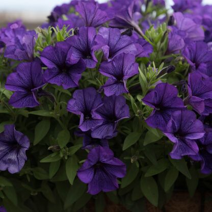 Петуния Potunia Piccola Cobalt Blue (срезы/5шт)