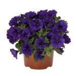 Петуния Potunia Piccola Cobalt Blue - фото 1 от Завода ФЛОРА