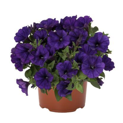 Петуния Potunia Piccola Cobalt Blue (срезы/5шт) — изображение 2