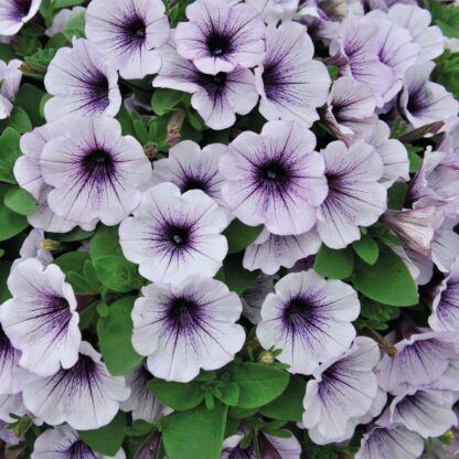 Петуния Potunia Piccola Blue Ice (срезы/5шт) — изображение 3