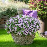 Петуния Potunia Piccola Blue Ice - фото 1 от Завода ФЛОРА