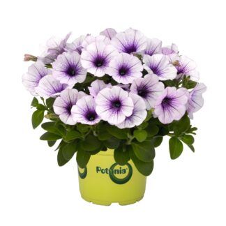 Петуния Potunia Piccola Blue Ice (срезы/5шт)