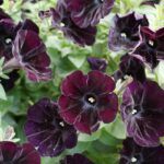 Петуния Sweetunia Black Cowboy - фото 1 от Завода ФЛОРА