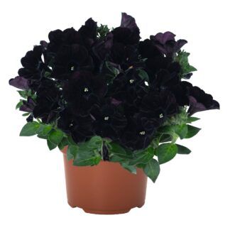 Петуния Sweetunia Black Cowboy (срезы/5шт)