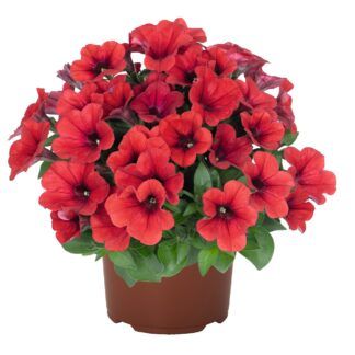 Петуния Sweetunia Red 2026 (срезы/5шт)