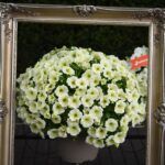 Петуния Sweetunia White 2024 - фото 1 от Завода ФЛОРА