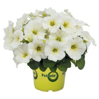Петуния Sweetunia White 2024 (срезы/5шт)