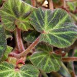 Бегония Соли-Мутата/Soli-Mutata - фото 2 от Завода ФЛОРА