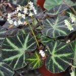 Бегония Соли-Мутата/Soli-Mutata - фото 1 от Завода ФЛОРА