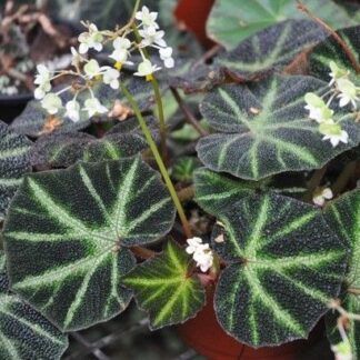 Бегония Соли-Мутата/Soli-Mutata - фото 1 от Завода ФЛОРА