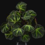 Бегония Соли-Мутата/Soli-Mutata от Завода ФЛОРА