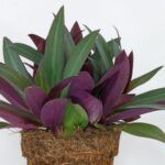 Традесканция Рео от Завода ФЛОРА