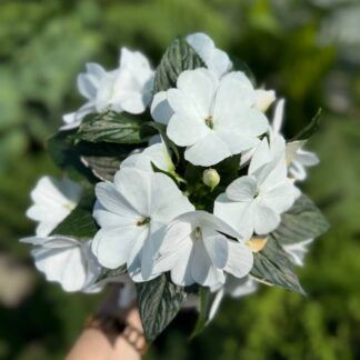 Бальзамин Новогвинейский Magnum Pure White (0,5л)