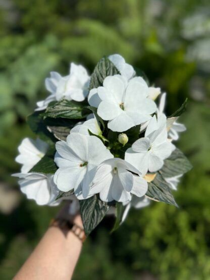 Бальзамин Новогвинейский Magnum Pure White (0,5л)