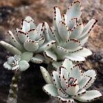 Каланхоэ войлочное/Томентоза - фото 2 от Завода ФЛОРА