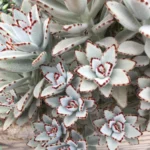 Каланхоэ войлочное/Томентоза - фото 1 от Завода ФЛОРА