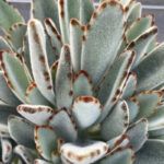 Каланхоэ войлочное/Томентоза от Завода ФЛОРА