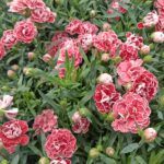 Гвоздика Super Trouper Sammy от Завода ФЛОРА