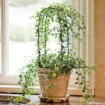 Мюленбекия - фото 3 от Завода ФЛОРА