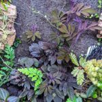 Соланум Улеанум Перпл - фото 1 от Завода ФЛОРА