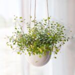 Мюленбекия - фото 1 от Завода ФЛОРА