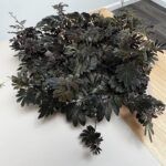 Соланум Улеанум Перпл - фото 4 от Завода ФЛОРА