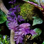 Соланум Улеанум Перпл - фото 2 от Завода ФЛОРА